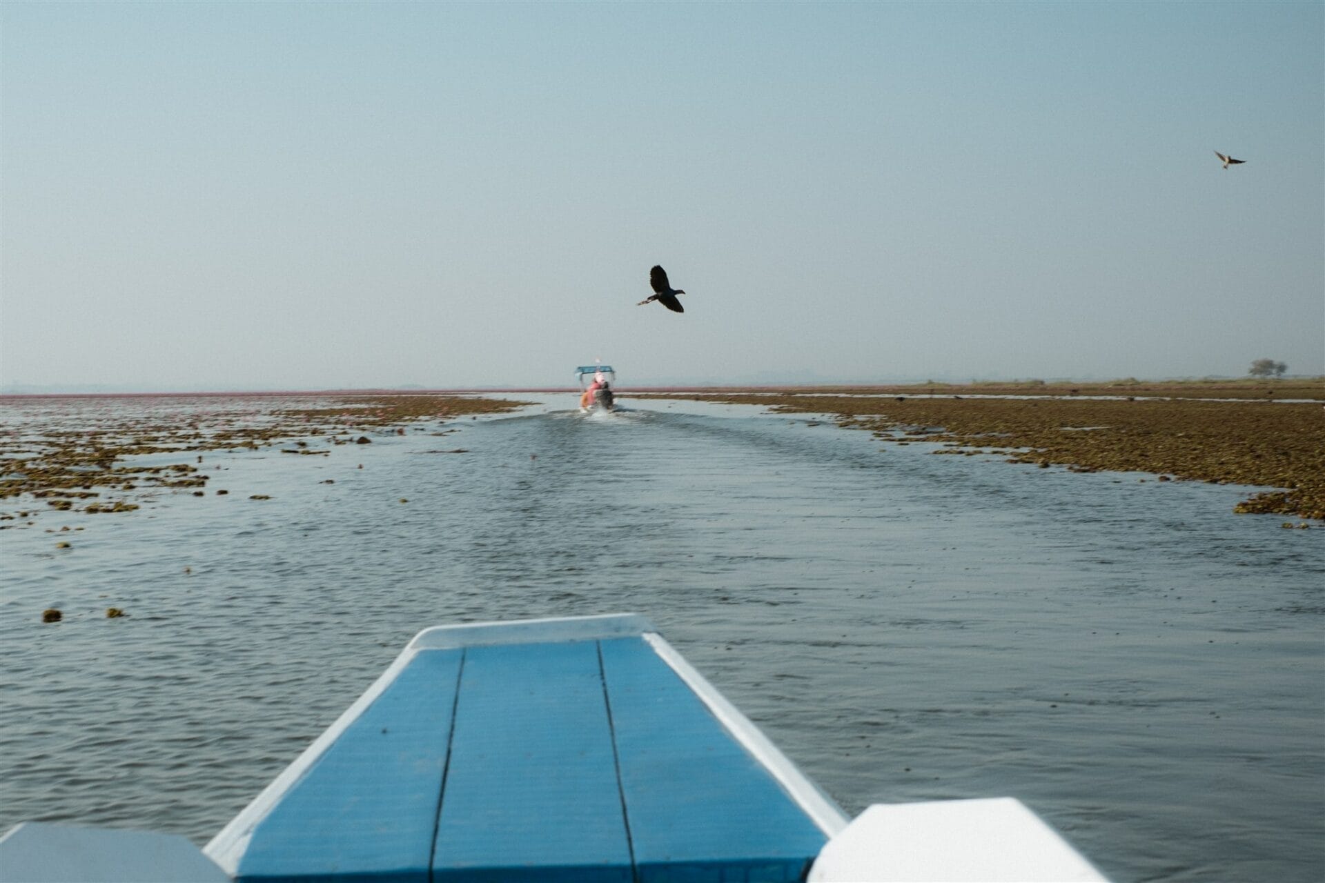 Vue depuis un bateau naviguant sur une eau peu profonde, un oiseau en vol et l’horizon dégagé.